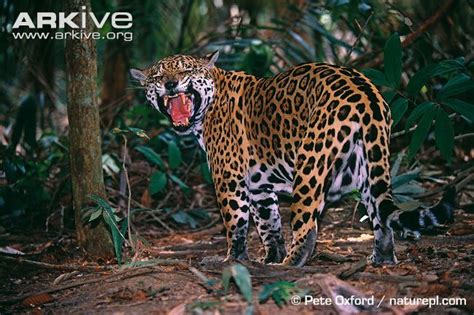 Jaguar photo | Wild cats, Small wild cats, Jaguar