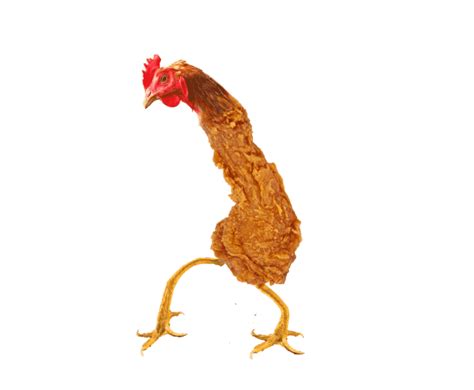 Chicken Gif Png Png Image Collection