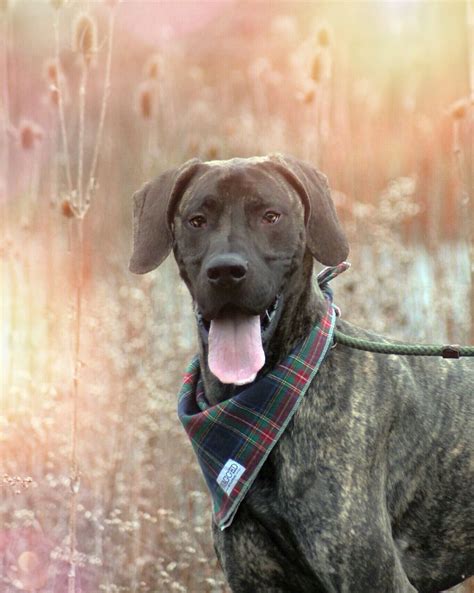 Avoid going too high or the excess calories might contribute to overgrowth. #Great #Dane From your friends at phoe… | Great dane puppy ...