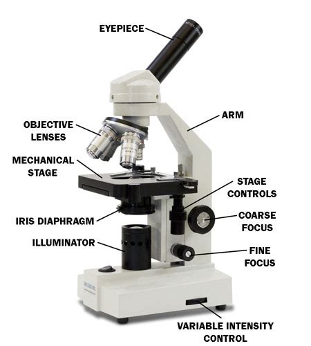 Microscope Diagram With Name Edusip