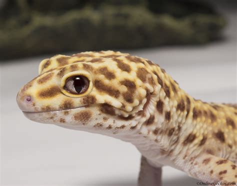 Their eyes can have a blue color on the super mack snows are the homozygous form of the snow gene. Our Leopard Gecko Collection and Breeders - Leopard Geckos ...