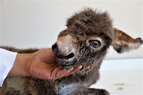 Abandoned Baby Donkey Recovers After Treatment In Turkeys Van