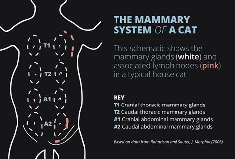 Cats Get Breast Cancer Too And Theres A Lot We Can Learn From It Science Smithsonian Magazine