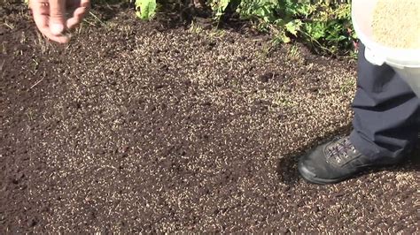 Learn how often, how long and the best times to water new grass seeds. How To Seed A Lawn - YouTube