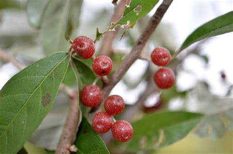 Survival Skills How To Identify Toxic And Edible Red Berries