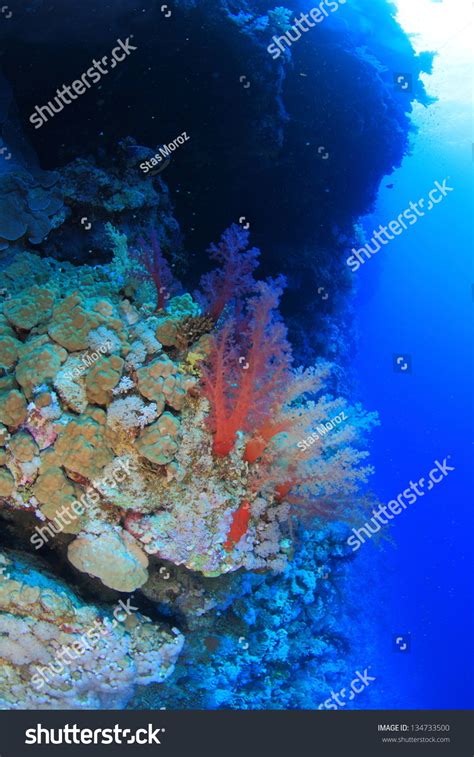 Marine Life In The Red Sea Stock Photo 134733500