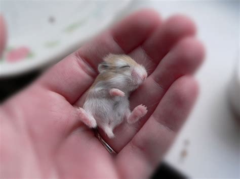 30 Fun Facts About Hamsters For Kids Fact Toss