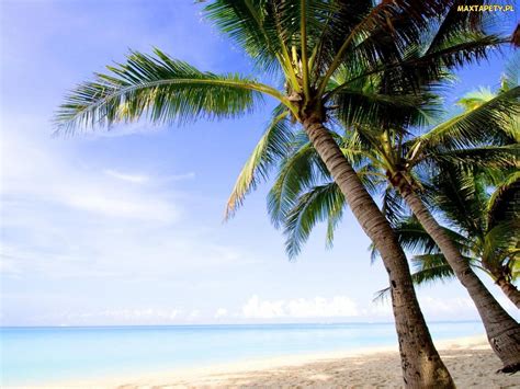 Tapety Zdjęcia Palmy Morze Plaża