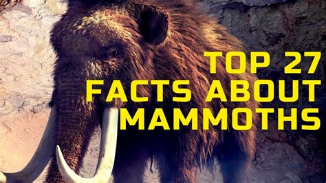 Top 27 Interesting Facts About Mammoths Interesting Facts About