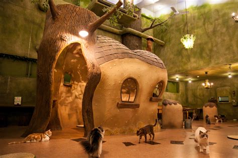 Best animal and pet cafés in Tokyo | Time Out Tokyo