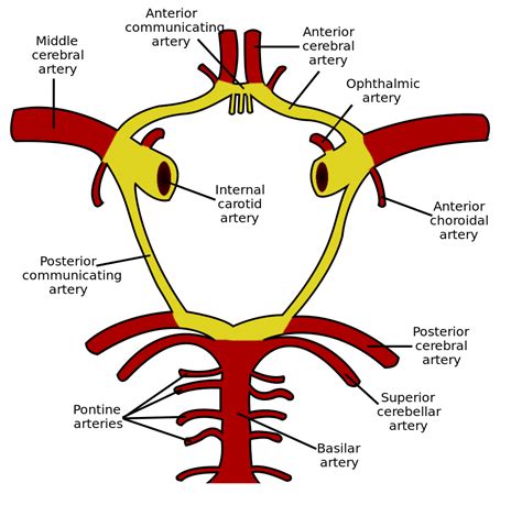 Looking for an online erd diagram tool? Schematic-of-the-Circle-of-Willis | Neurodiagnostics EEG