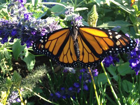 Part Two More Tips For Raising Monarch Caterpillars And Butterflies At