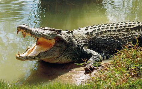 Saltwater Crocodile Saltwater Crocodile Crocodile Facts Crocodile