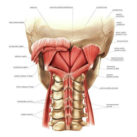 Nape Muscles Photograph By Asklepios Medical Atlas Pixels