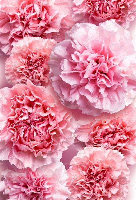 Valor is an unpasted, unpasted wallpaper. Pink carnation flower background ~ Nature Photos ...