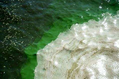 Army Corps Releases Basin Runoff With Toxic Algae Into St Lucie River