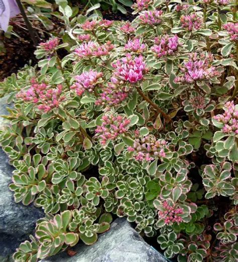 Sedum Spurium ‘tricolor Succulent Guide
