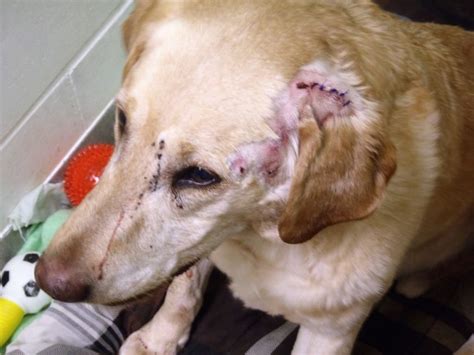 Dog found wandering in detroit with apparent gunshot wound. Humans line up to adopt MN dog shot by pellet gun