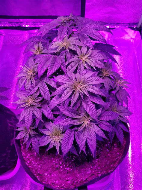 Purple Kush Grow Plant Pictures Percys Grow Room Cannabis Growers