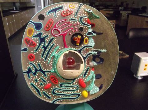 animal cell model - Could maybe use this image with a ...