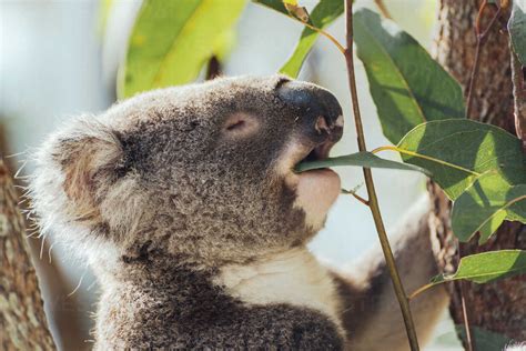 Australia Queensland Koala Eating Eucalyptus Leaves Stock Photo