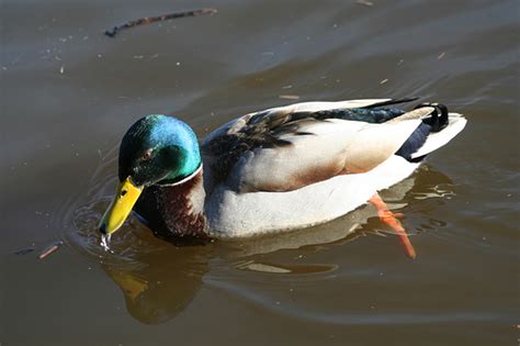 You can find public domain images that are: 'Duck' free photo - CopyrightFreePhotos.com (all photos ...