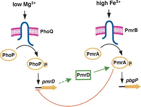 Connecting Two Component Regulatory Systems By A Protein That Protects