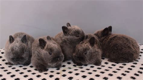Cute Dwarfs Rabbits Sweet Bunny Karze Ki Kuna Niebieska Polska Hodowla Youtube