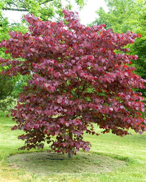 Forest Pansy Redbud — Affordable Trees
