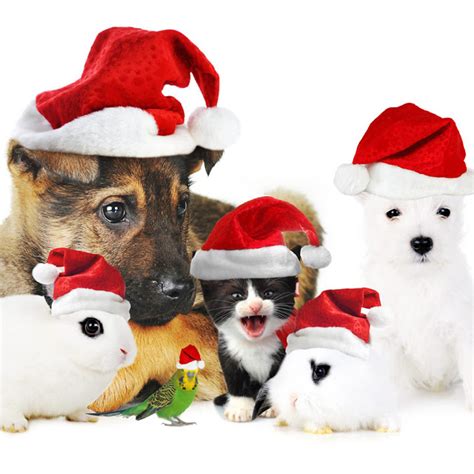 Ipad Wallpapers Free Download Christmas Pets Ipad Wallpapers
