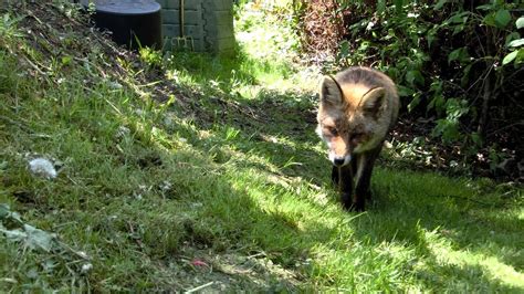 Marderkot erkennen marderbefall in haus und garten. Fuchs im Garten - YouTube