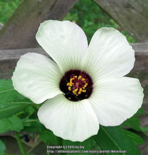 Hibiscus Trionum Flower Of An Hour Eveliza Tumisma