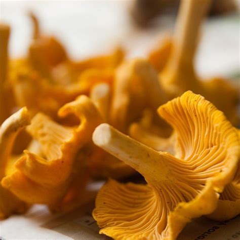 Setas shiitake, 5 o 6. Cómo y cuánto tiempo cocinar setas | ComoLoCocino.com