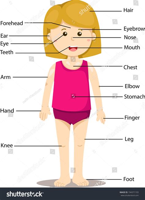 ⬤ flashcards exercise about body parts. Illustrator Girl Labeled Body Parts Stock Vector 194371193 ...