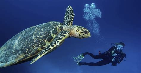 Top 5 Scuba Diving Places Of Turkey Expat Guide Turkey