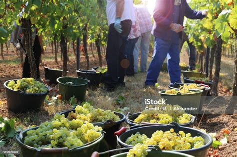Viticulturists Harvesting Grapes In Grape Yard Stock Photo Download