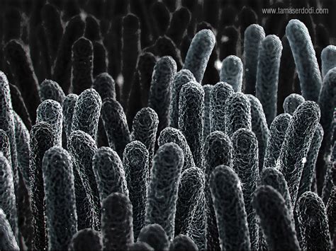 Electron Microscope Images Of Bacteria Micropedia