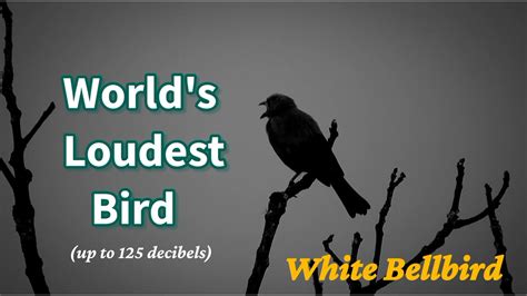 World Loudest Birdwhite Bellbirdamazing Factsa Handful Of Uncouth