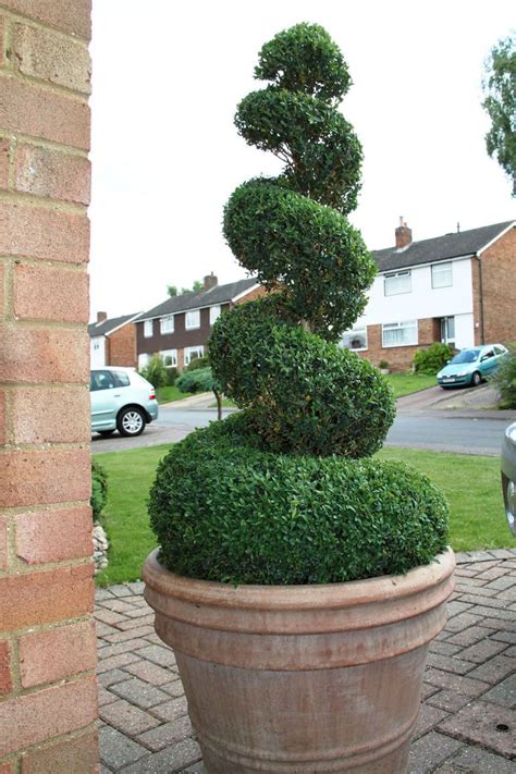 Box Spiral In Pot Topiary Garden Diy Garden Trellis Topiary Trees