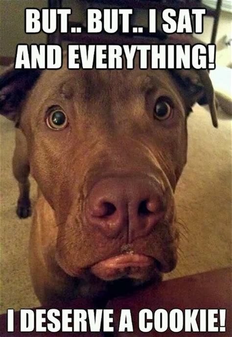 Funny Animal Pictures Of The Day 21 Pics Funny Dog Memes Funny