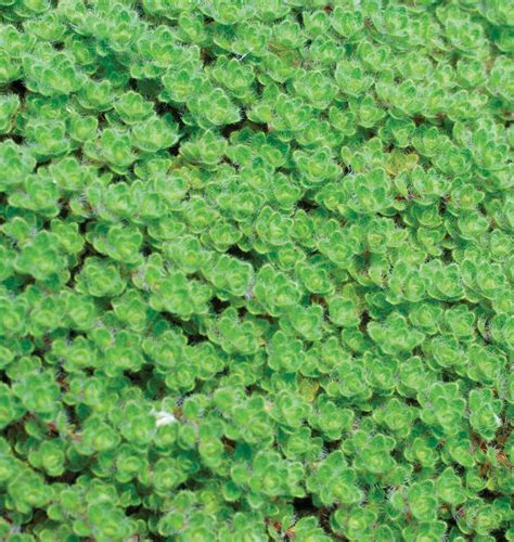 It is often included in our 36 pack alternative lawn assortment. Creeping Thyme Seeds | Creeping thyme, Herb seeds, Thyme plant