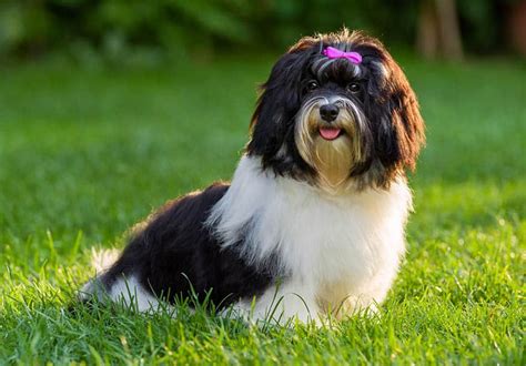 The 6 Havanese Haircuts Styles And Trims Playbarkrun