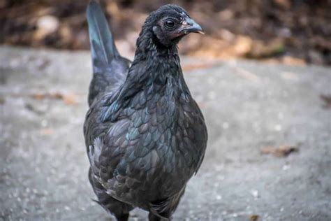 Ayam Cemani Everything You Need To Know About This Rare And Mysterious
