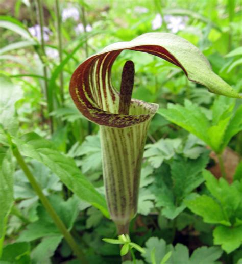 Some of these are invasive species and are not native to pennsylvania. Wildflowers of Western Pennsylvania | Wild flowers, Flower ...