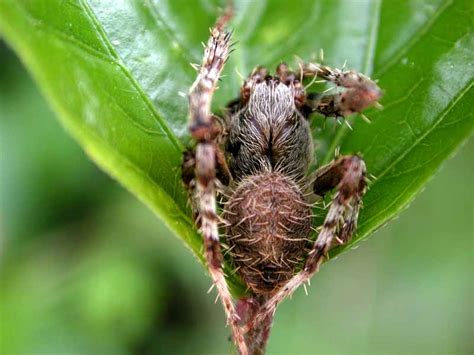 Remove piles of bricks, firewood and other debris that may serve as homes for spiders. Beneficial spiders in the landscape: #22 General Overview ...