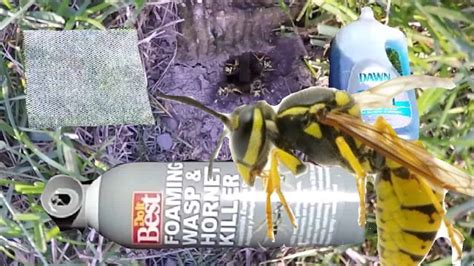 Maybe you would like to learn more about one of these? How to Kill Ground Bees? - The Housing Forum