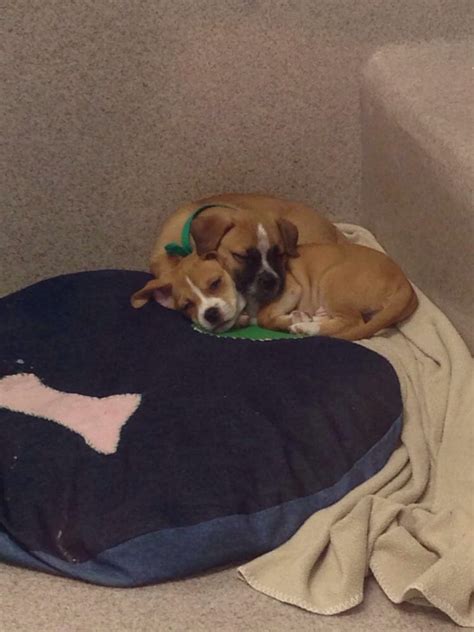Check spelling or type a new query. East Bay SPCA - 42 Photos - Animal Shelters - East Oakland ...