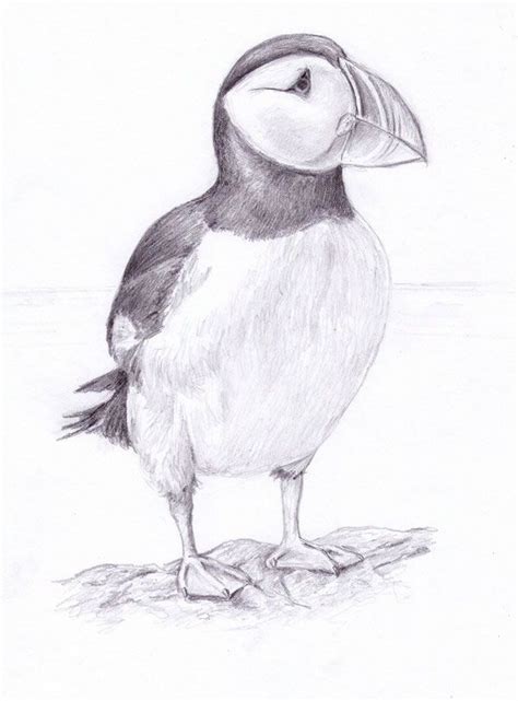 How To Draw A Atlantic Puffin 60 Of All Atlantic Puffins Live Near The