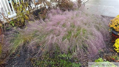 Pink Muhly Grass Grow And Care For Gulf Muhly Growit Buildit