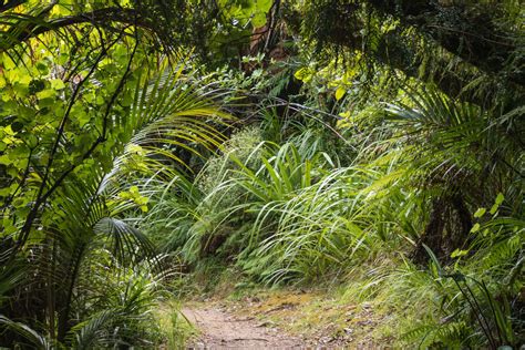 Jardin sous bois : quelles plantes ? - Ooreka